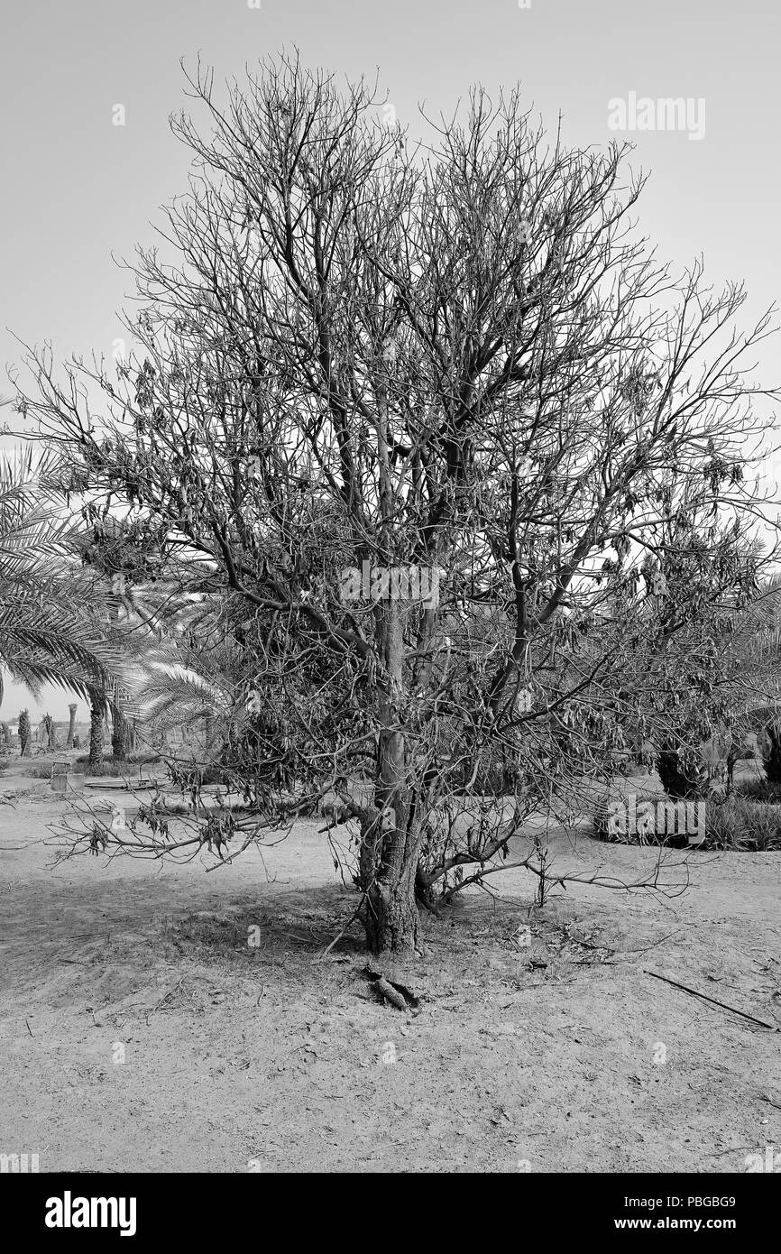 Parched tree standing in a UAE date farm Stock Photo