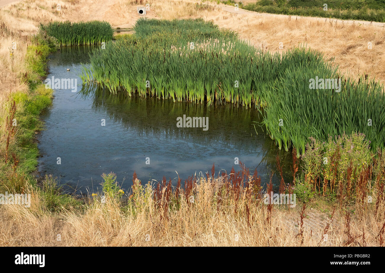 A shrinking wetland habitat under threat during the UK summer heatwave Stock Photo