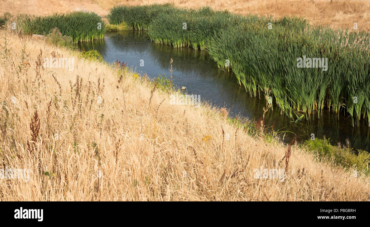 A shrinking wetland habitat under threat during the UK summer heatwave Stock Photo