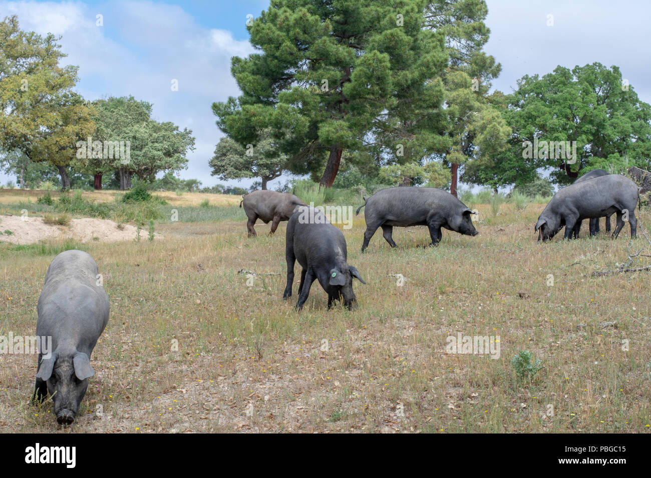 Iberian pigs eating acorns in the oak field in Salamanca, Spain Stock