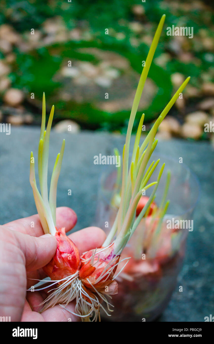 Onion growing plant with underground root Stock Photo Alamy