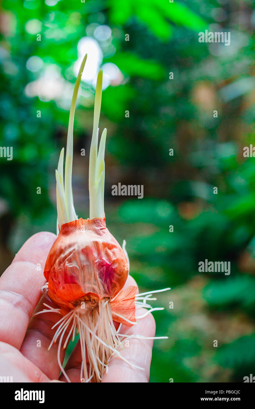 Onion growing plant with underground root Stock Photo Alamy