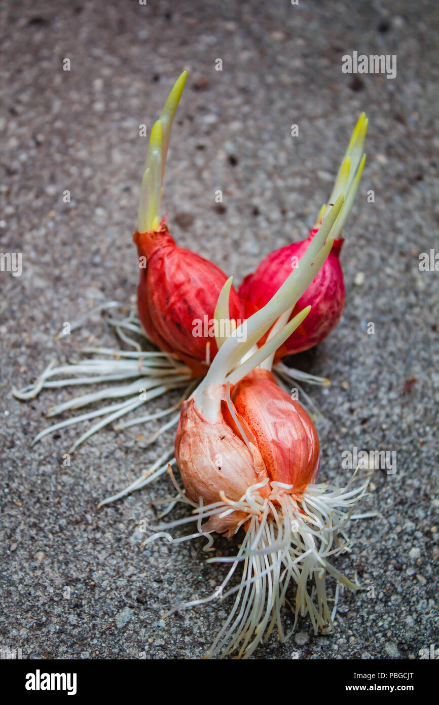 Onion growing plant with underground root Stock Photo Alamy