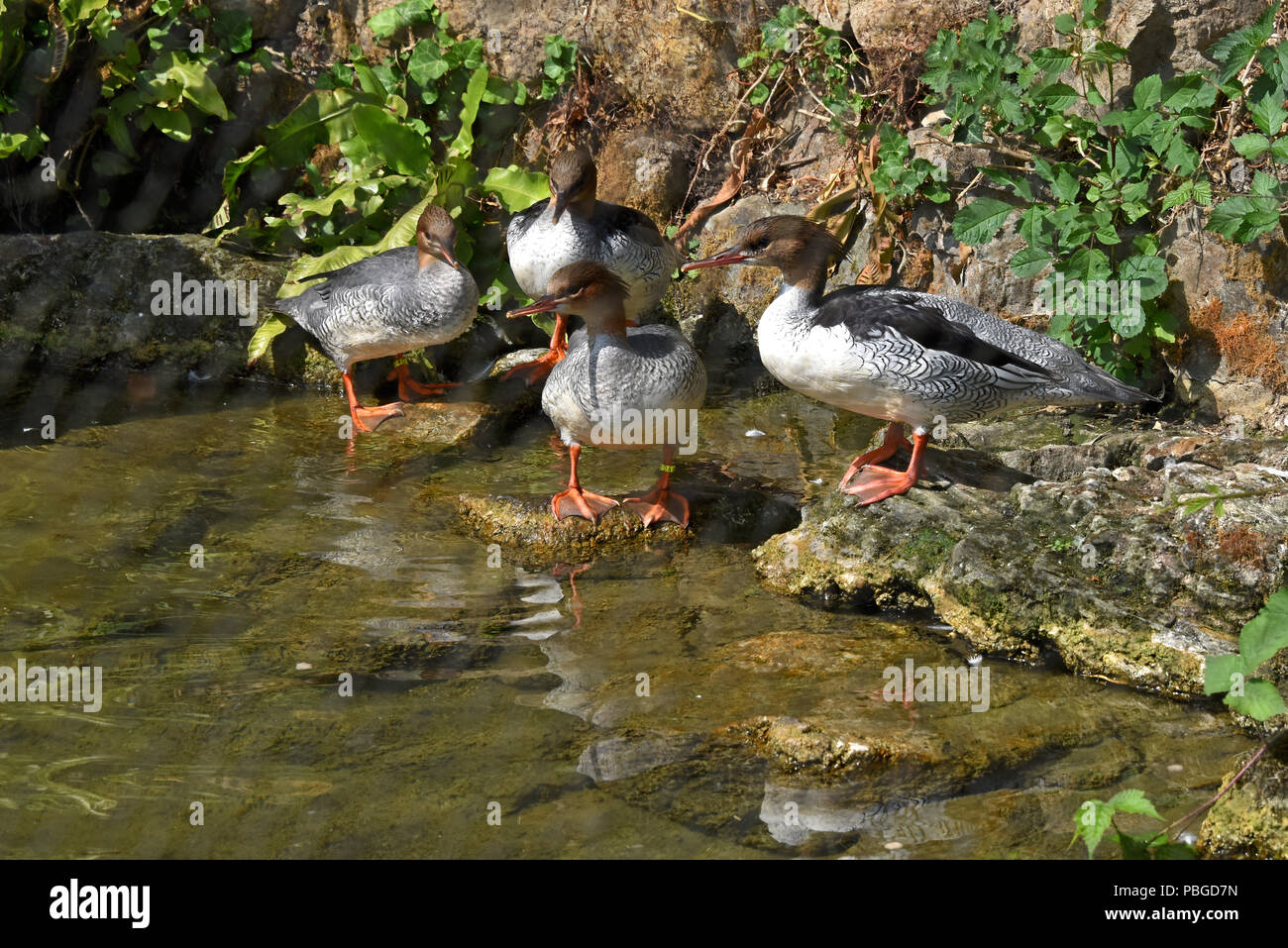 A group of young Scaly-sided Mergansers (Mergus squamatus) standing on rocks beside a small pond in Southern England Stock Photo