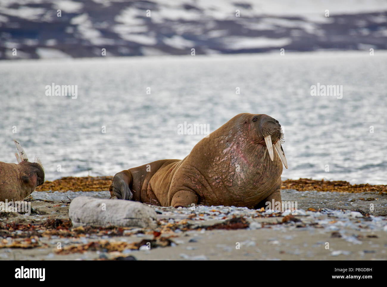 walrus, Odobenus rosmarus, Poolepynten, Svalbard or Spitsbergen, Europe Stock Photo