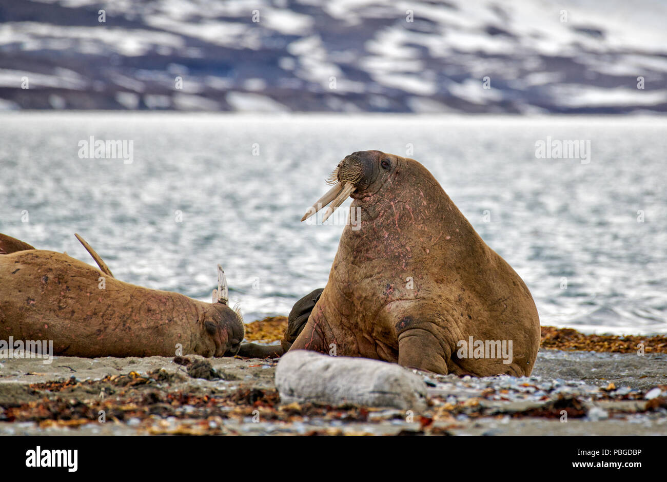 walrus, Odobenus rosmarus, Poolepynten, Svalbard or Spitsbergen, Europe Stock Photo