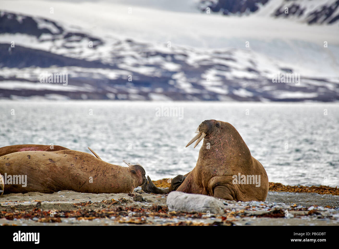 walrus, Odobenus rosmarus, Poolepynten, Svalbard or Spitsbergen, Europe Stock Photo