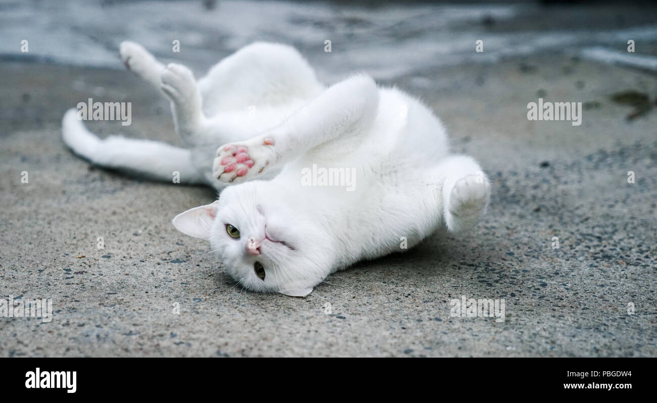 A playful white cat lying on concrete floor Stock Photo - Alamy