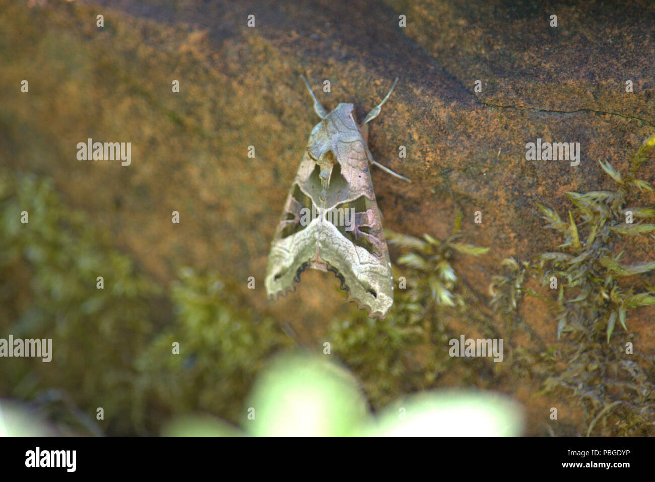 Angel Shades Moth on a rock Stock Photo Alamy