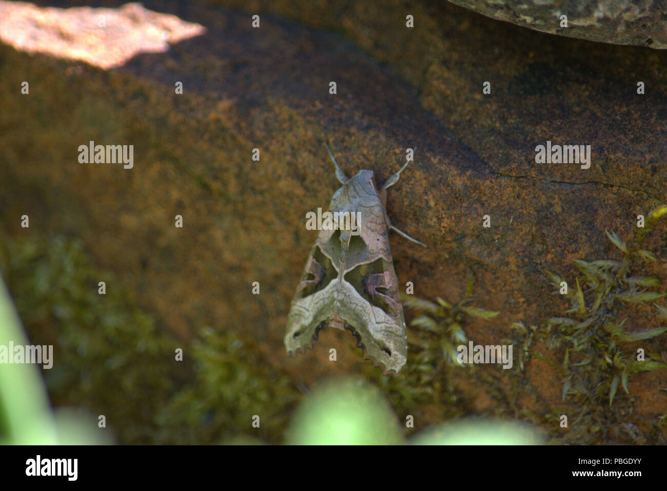 Angel Shades Moth on a rock Stock Photo Alamy