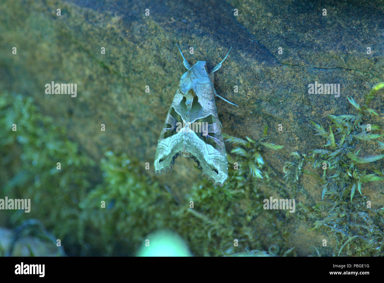 Angel Shades Moth on a rock Stock Photo - Alamy