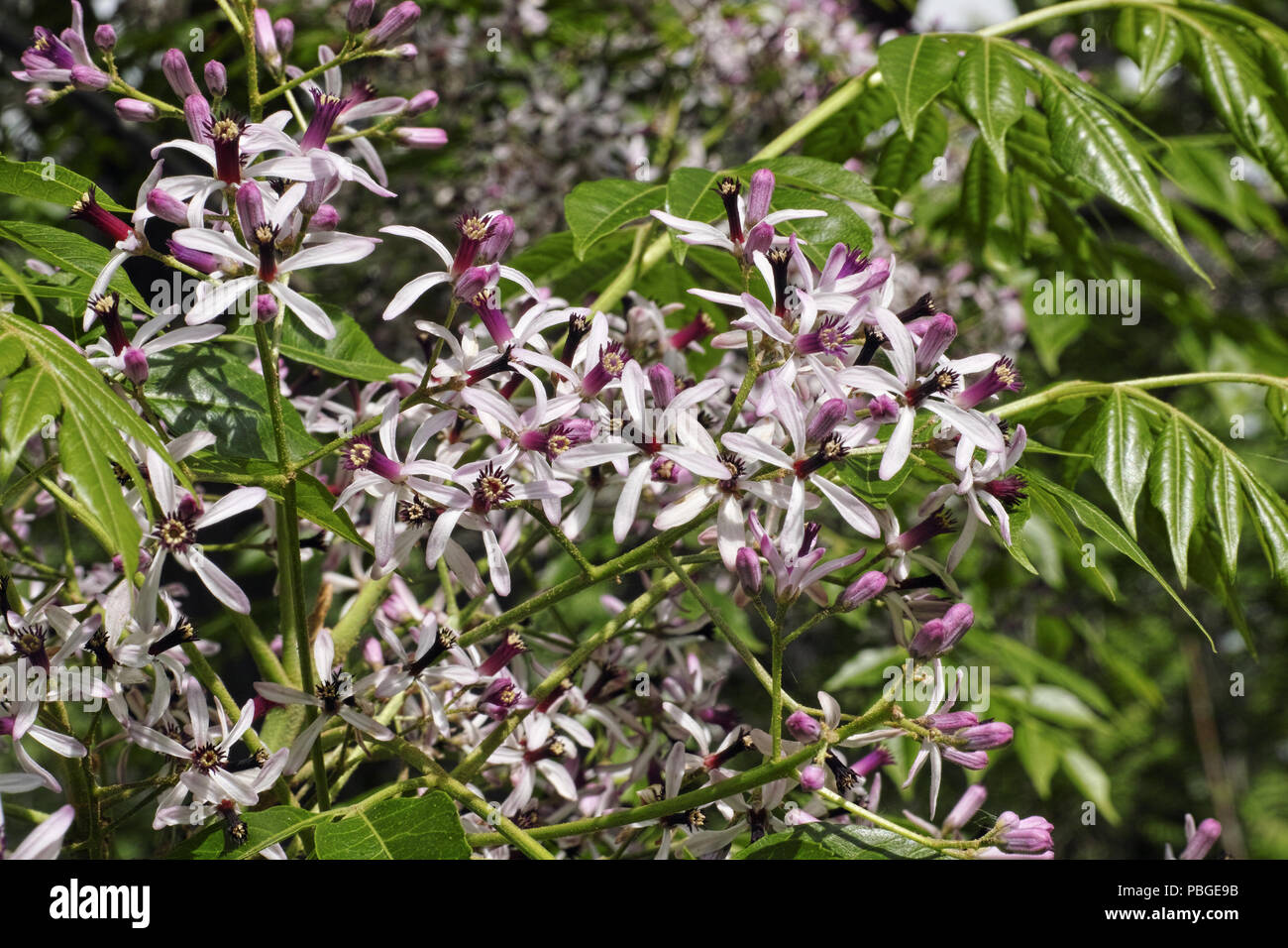 Chinaberry tree hi-res stock photography and images - Alamy