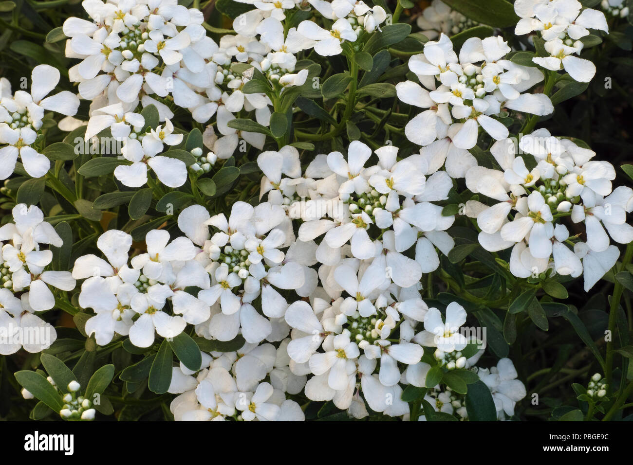 plants of perennial candytuft, flowers and leaves, Iberis semperflorens Stock Photo