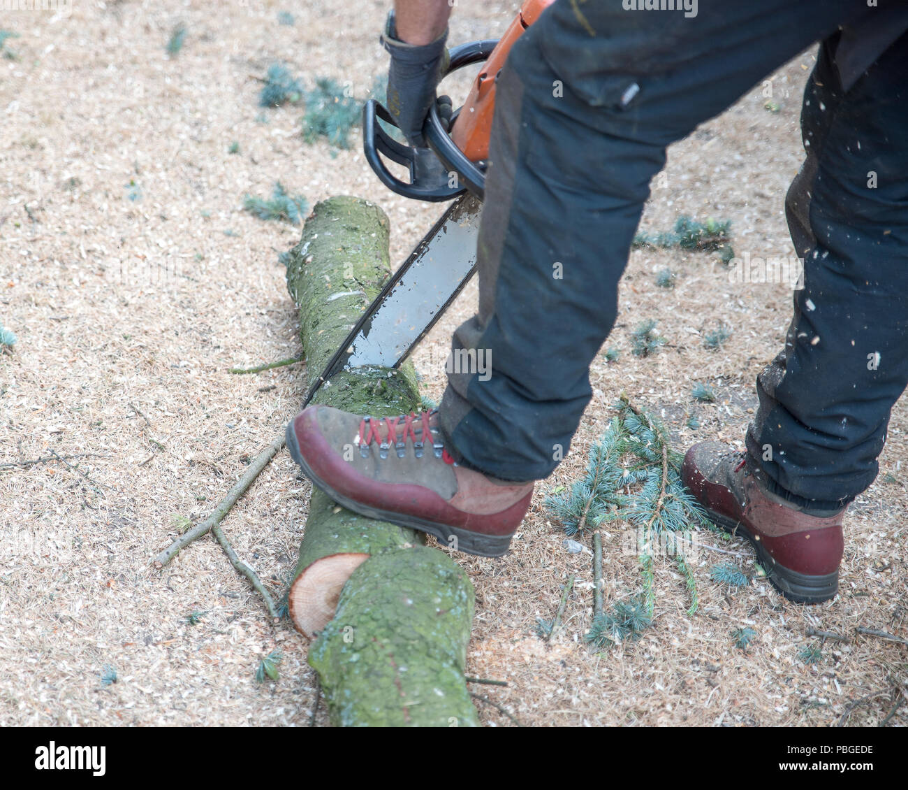 Tree surgeon using a chainsaw to cut through a log Stock Photo - Alamy