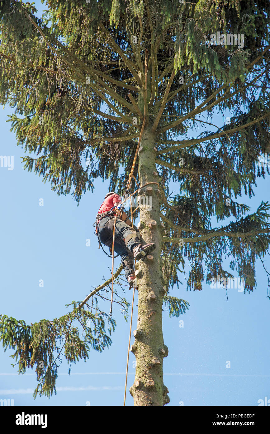 An tree Surgeon secures himself with ropes while cutting back a tall tree Stock Photo