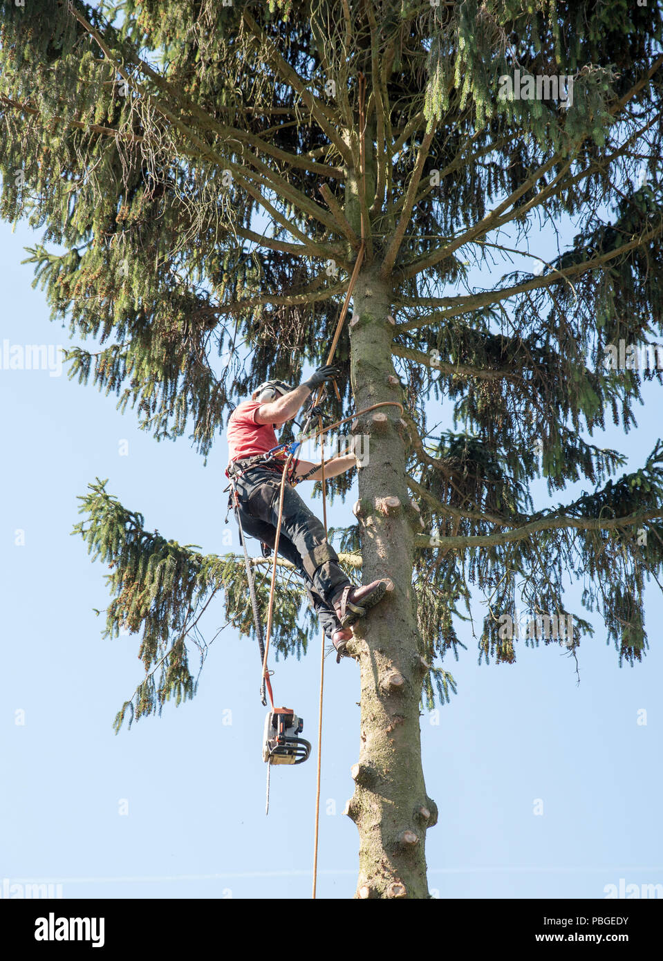 An tree Surgeon secures himself with ropes while cutting back a tall tree Stock Photo