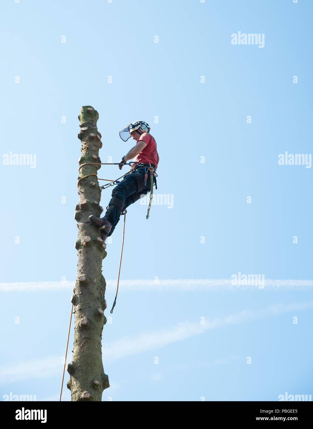 Man cutting tall tree hi-res stock photography and images - Alamy
