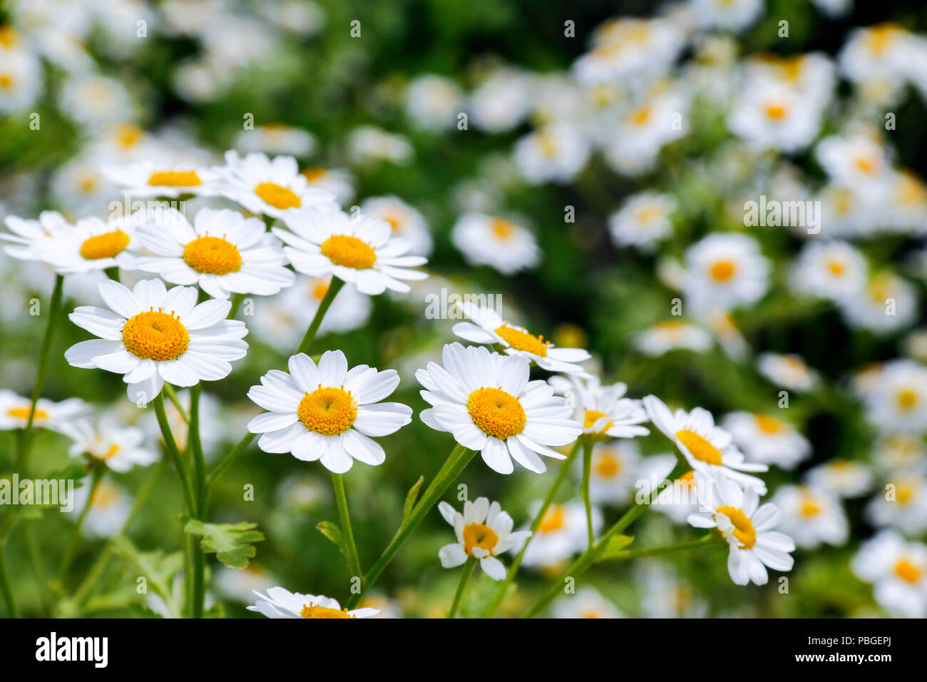 Flowers of Feverfew (Tanacetum Parthenium), a medicinal herb