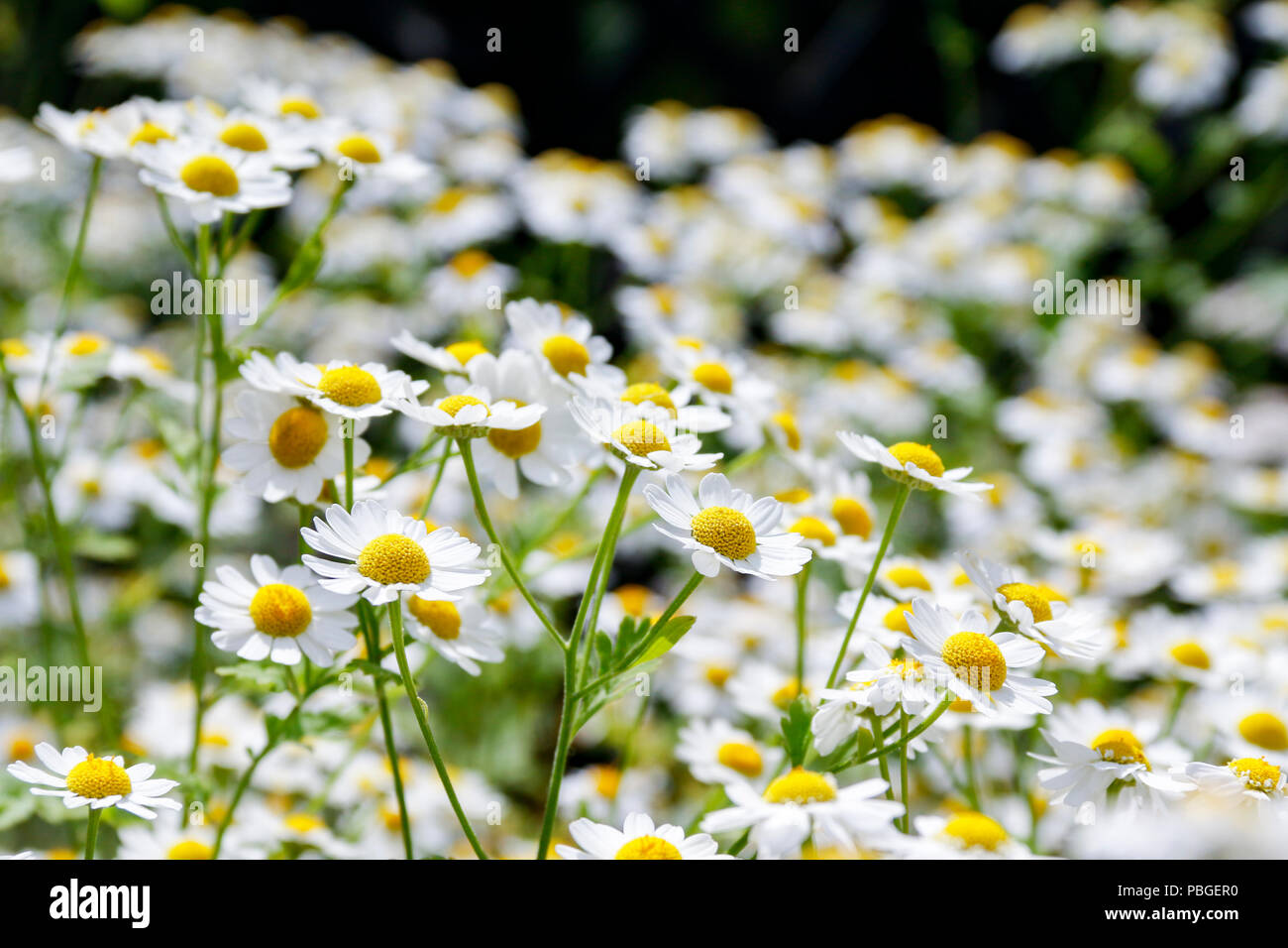 Flowers of Feverfew (Tanacetum Parthenium), a medicinal herb traditionally used for the treatment of migraine headaches Stock Photo
