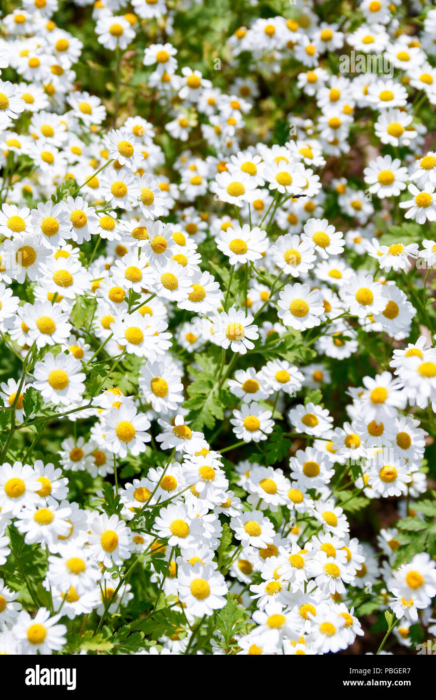 Flowers of Feverfew (Tanacetum Parthenium), a medicinal herb