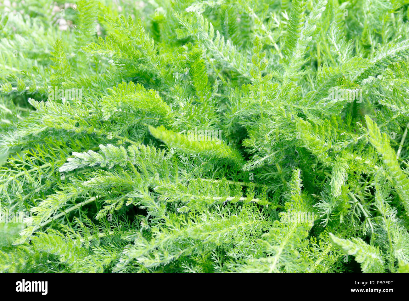 Foliage of Yarrow (Achillea Millefolium), a medicinal herb traditionally used for its anti-inflammatory properties Stock Photo