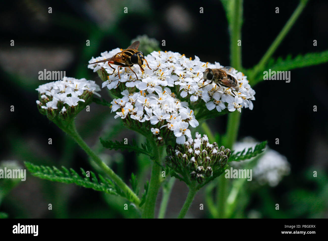Insects feeding on flowers of Yarrow (Achillea Millefolium), a medicinal herb traditionally used for its anti-inflammatory properties Stock Photo