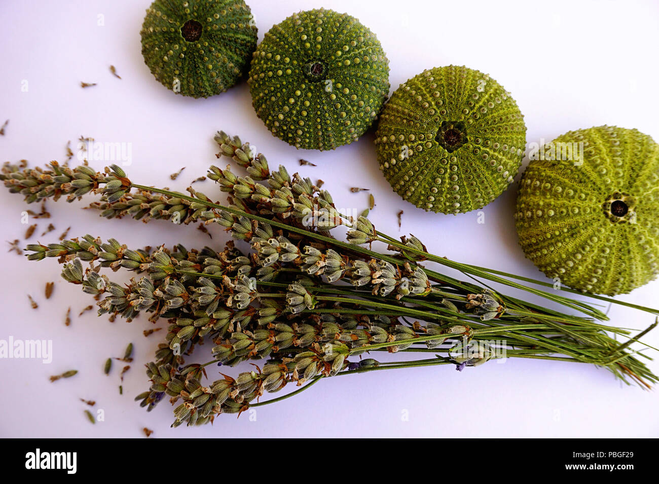 Sea urchin green skeleton and dried lavender flowers on branches. Summer vacation at sea reminiscences and holiday memories concept Stock Photo