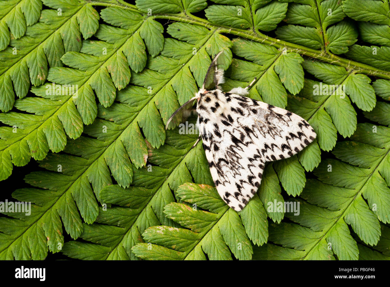 Black Arches moth, Lymantria monacha, resting on fern, Monmouthshire, Wales, UK, July. Family Lymantriidae. Stock Photo