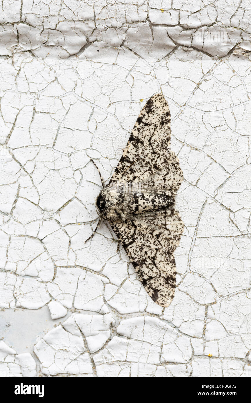 Peppered Moth, Biston betularia, f. typica, resting on a weathered, painted door, Monmouthshire, Wales, UK. Family Geometridae. Stock Photo