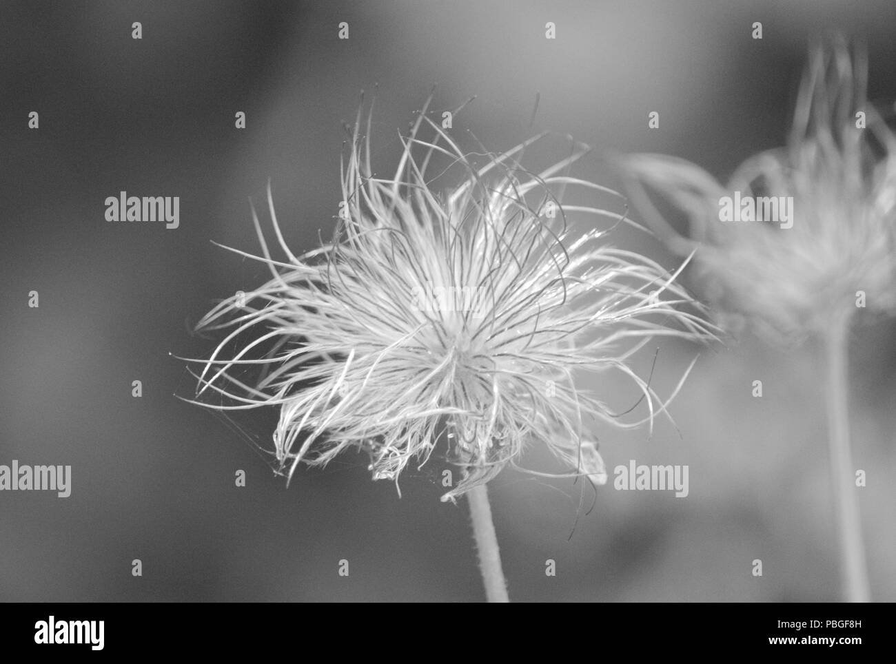 Monochrome pasqueflower seed head Stock Photo