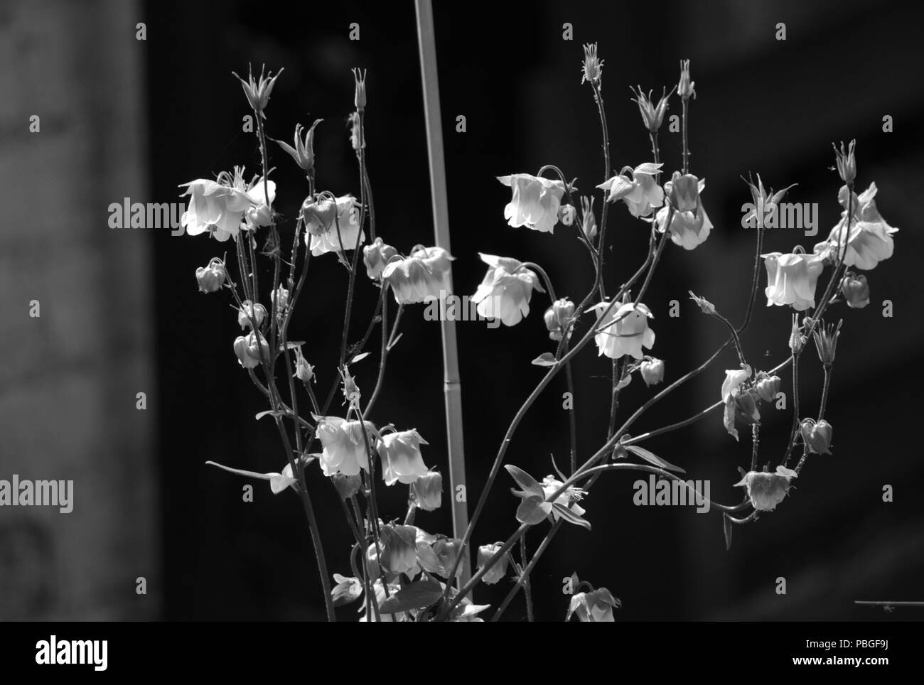 Columbine Flower Black And White Stock Photos Images Alamy