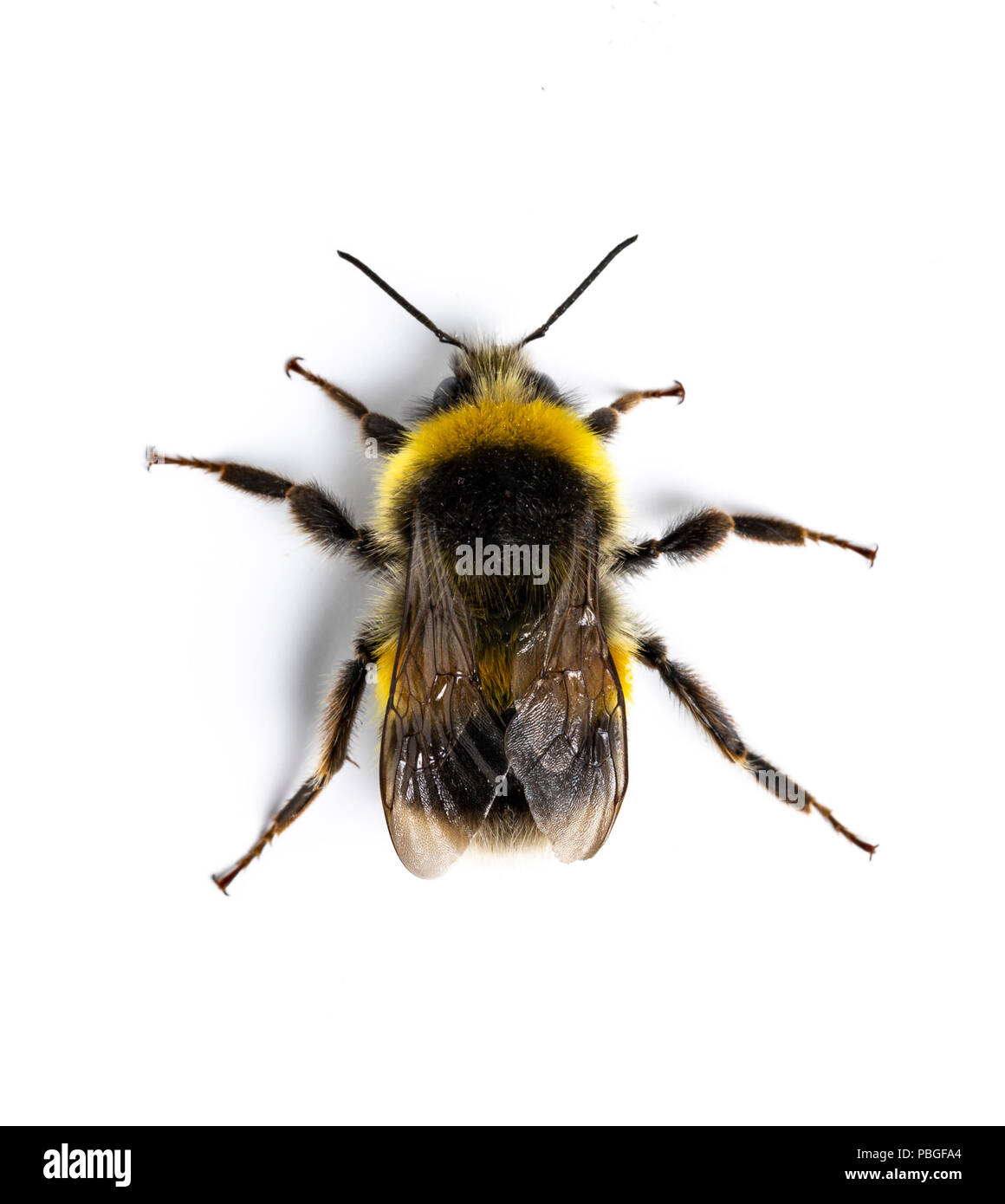 White-tailed Bumblebee, Bombus lucorum, Monmouthshire, Wales, UK, July. Family Apidae Stock Photo