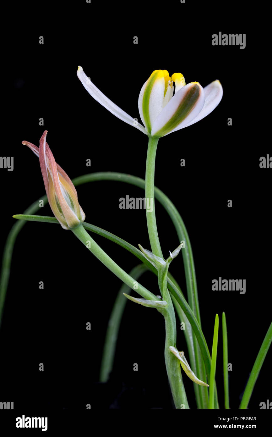 Albuca humilis, a small succulent bulb from South Africa, in flower Stock Photo