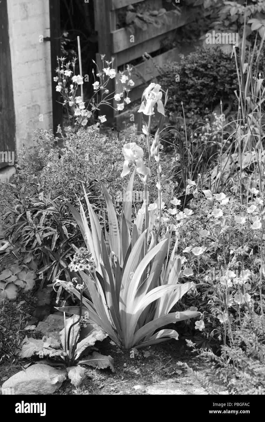 Country garden Black and White Stock Photos & Images - Alamy