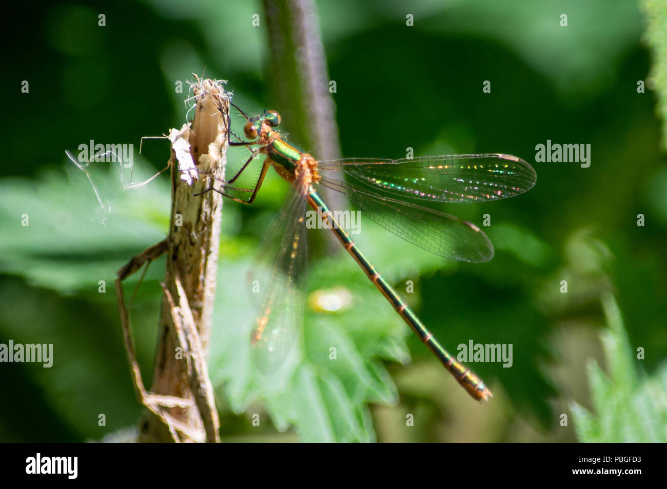 Emerald damselfly on broken stem Stock Photo - Alamy