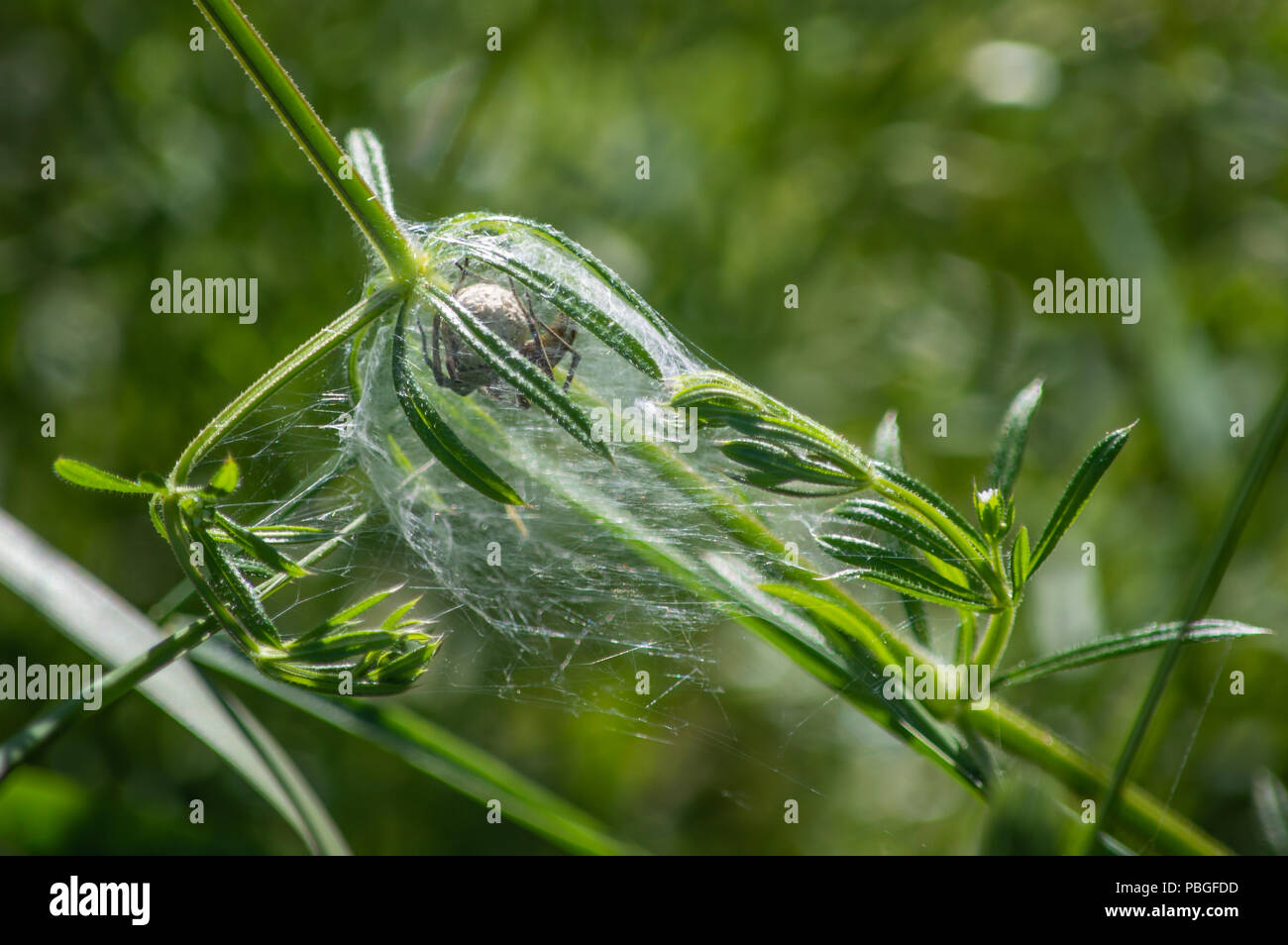 A spider protects its eggs within a protective web Stock Photo - Alamy