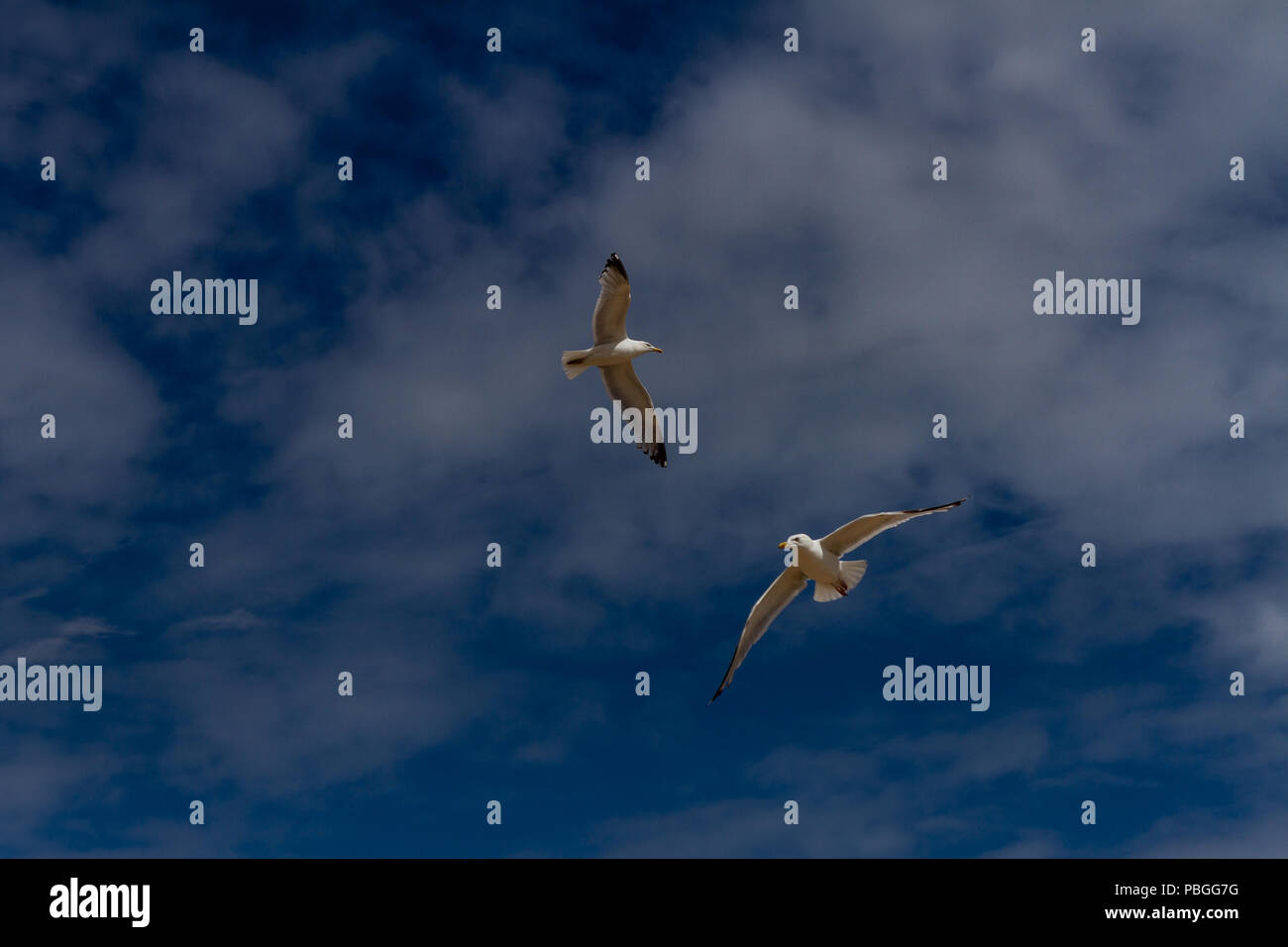 Two Seagulls floating on the breeze Stock Photo