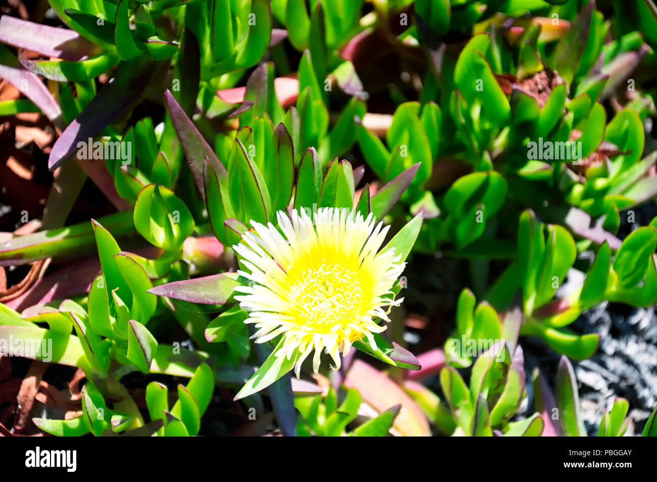 A single yellow flower on the fig-marigold  or ice plant along the pacific coast highway in Malibu California. Stock Photo