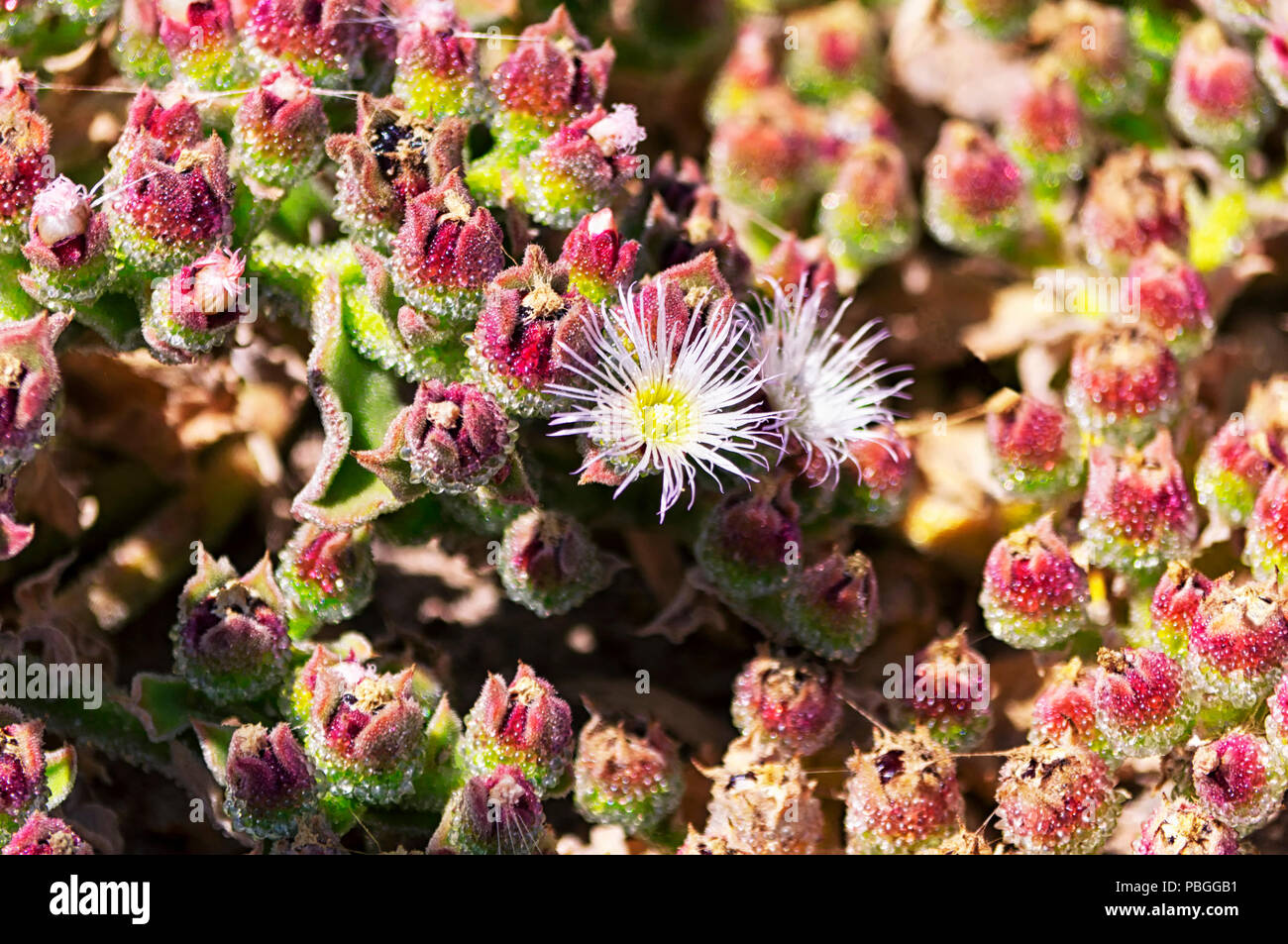 Mesembryanthemum crystallinum is a prostrate succulent plant along the Pacific Coast Highway in Malibu California. Stock Photo