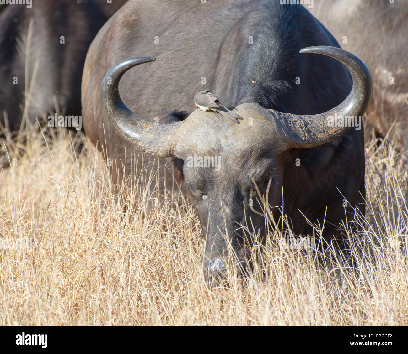Cape Buffalo Stock Photo
