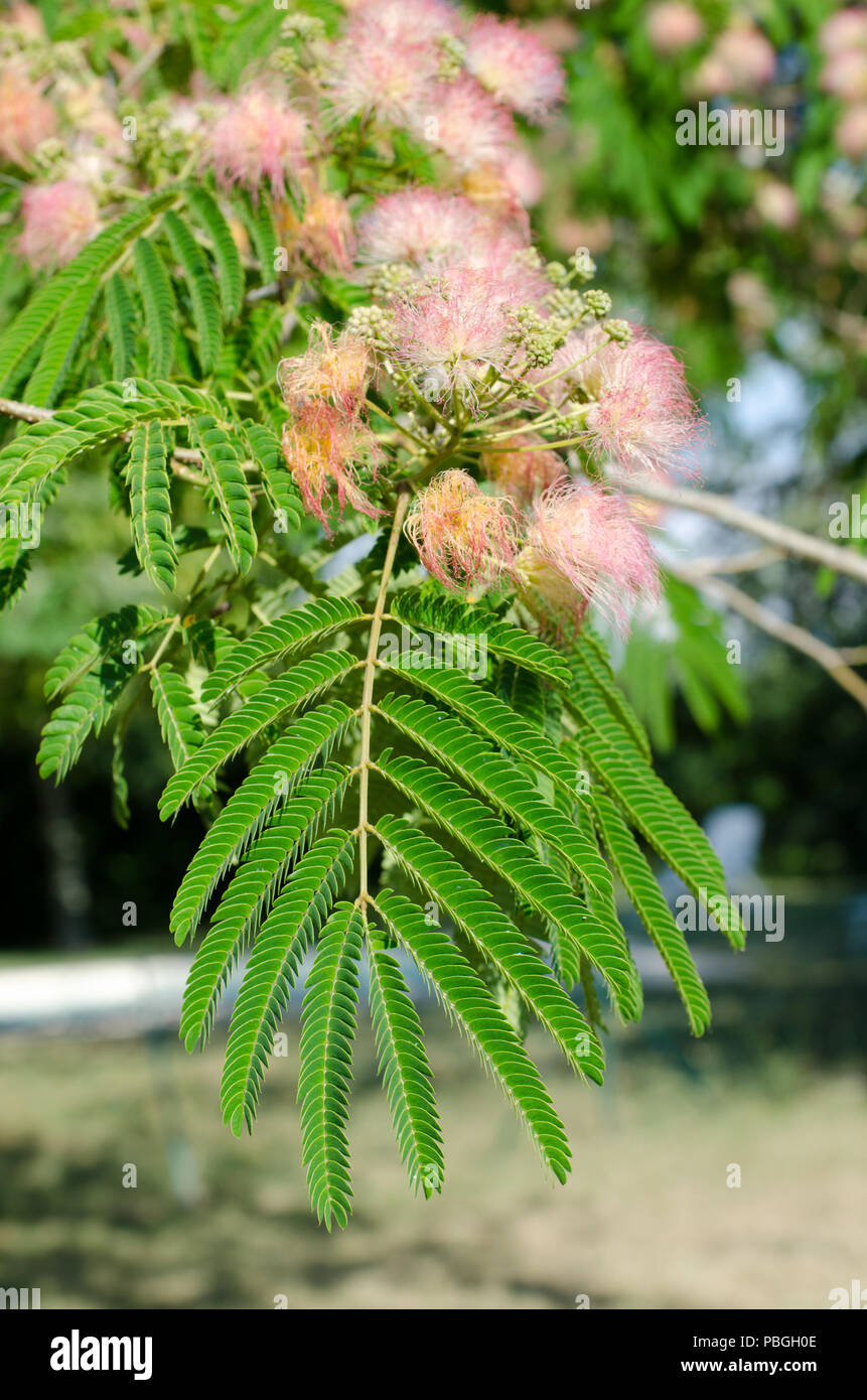 Close Up Of Flowers On A Mimosa Tree Stock Photo Alamy