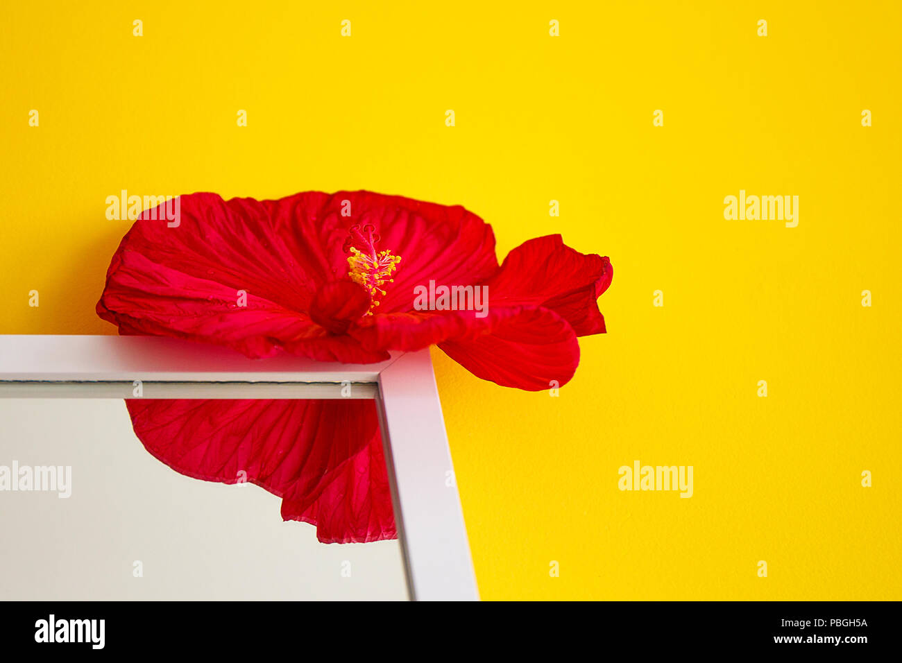 pink hibiscus on yellow background Stock Photo - Alamy
