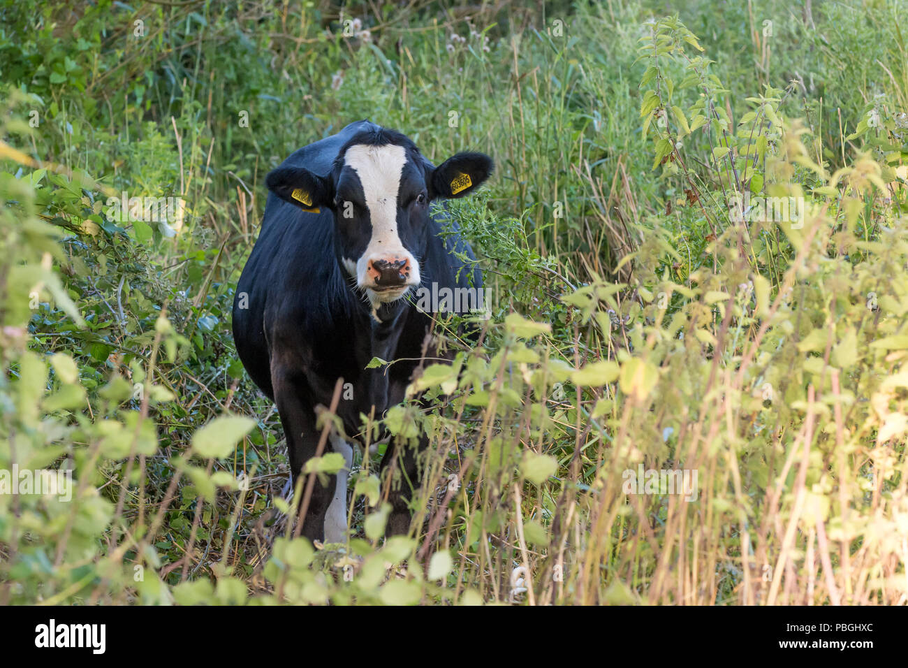 Black and white cow faces the camera through green plants, with yellow ear tags and black flies on its face Stock Photo