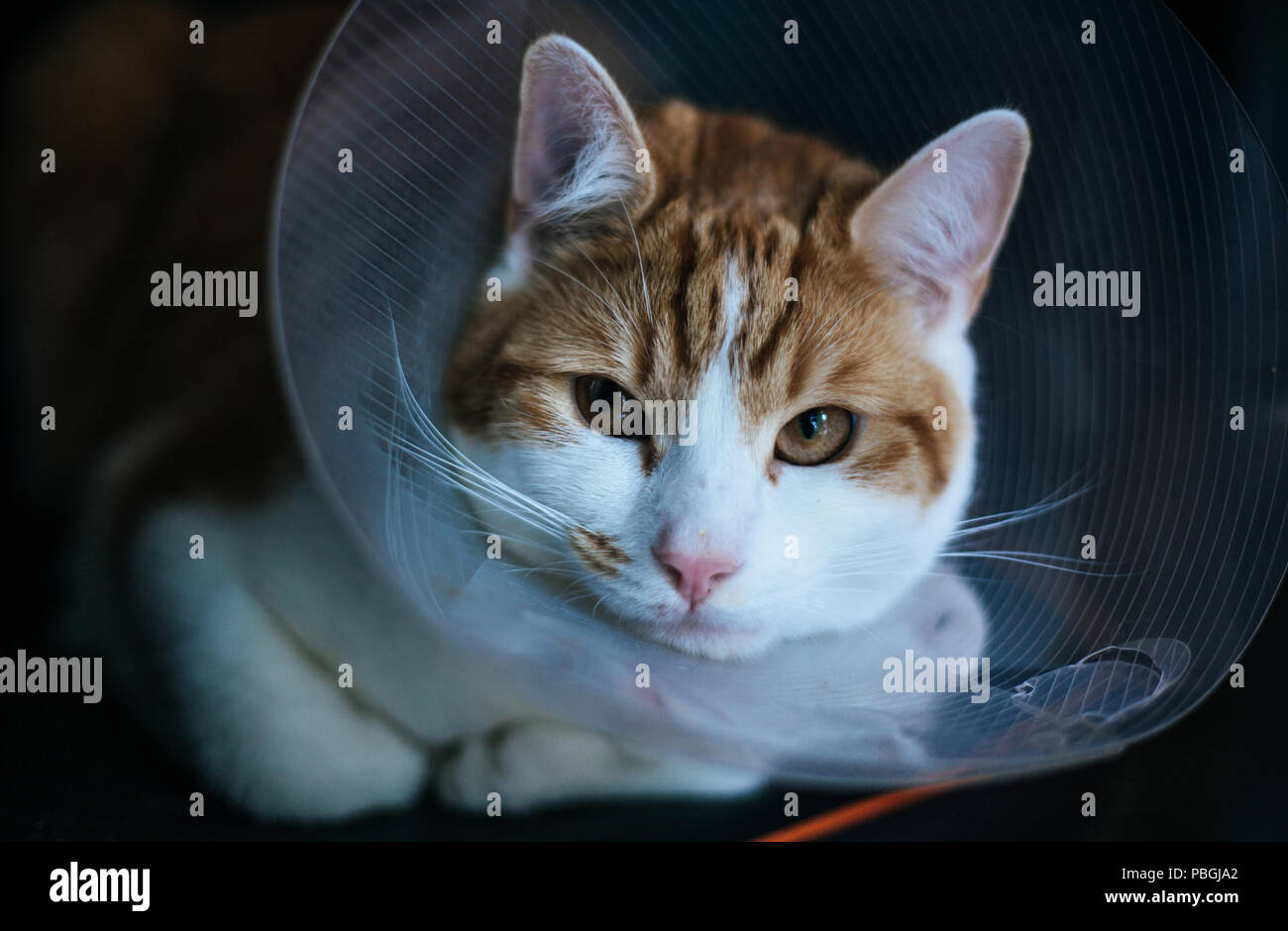 closeup portrait of a ginger tabby cat wearing an Elizabethan collar
