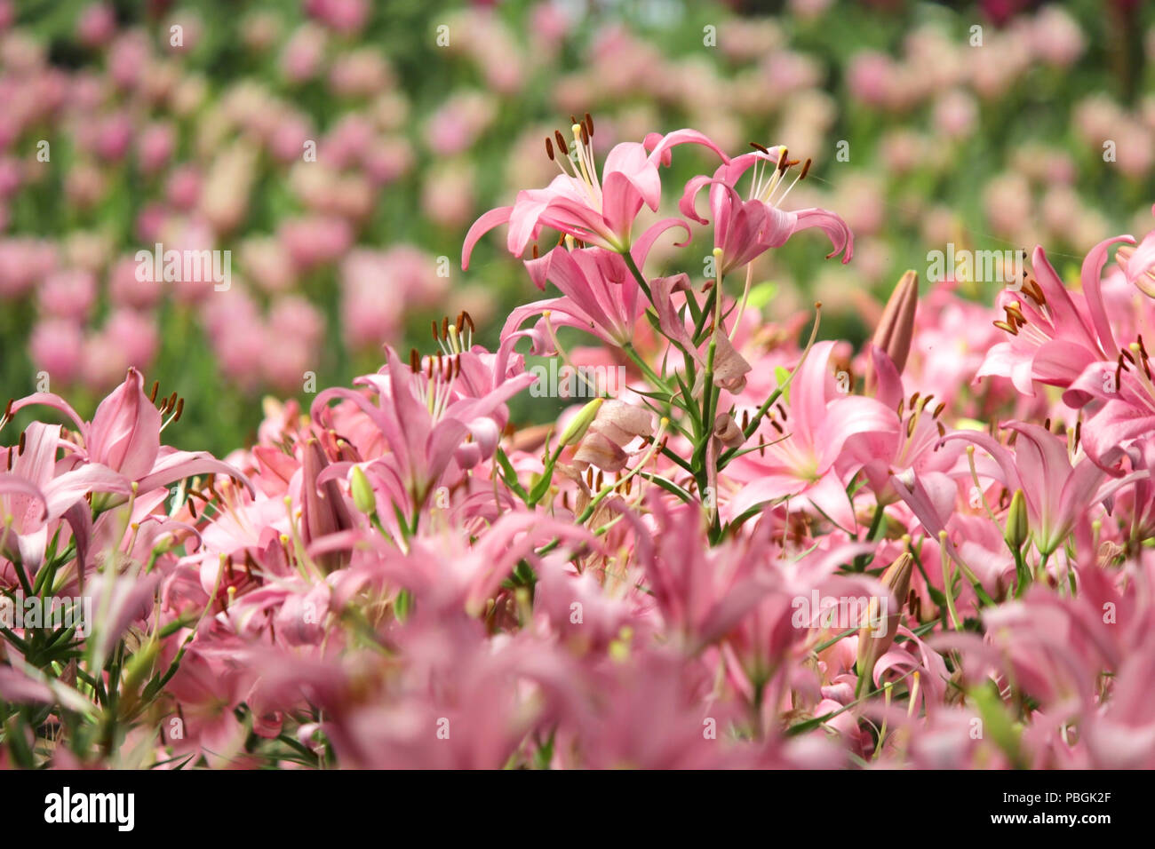 pile of beautiful pink lilies flower in lily garden Stock Photo