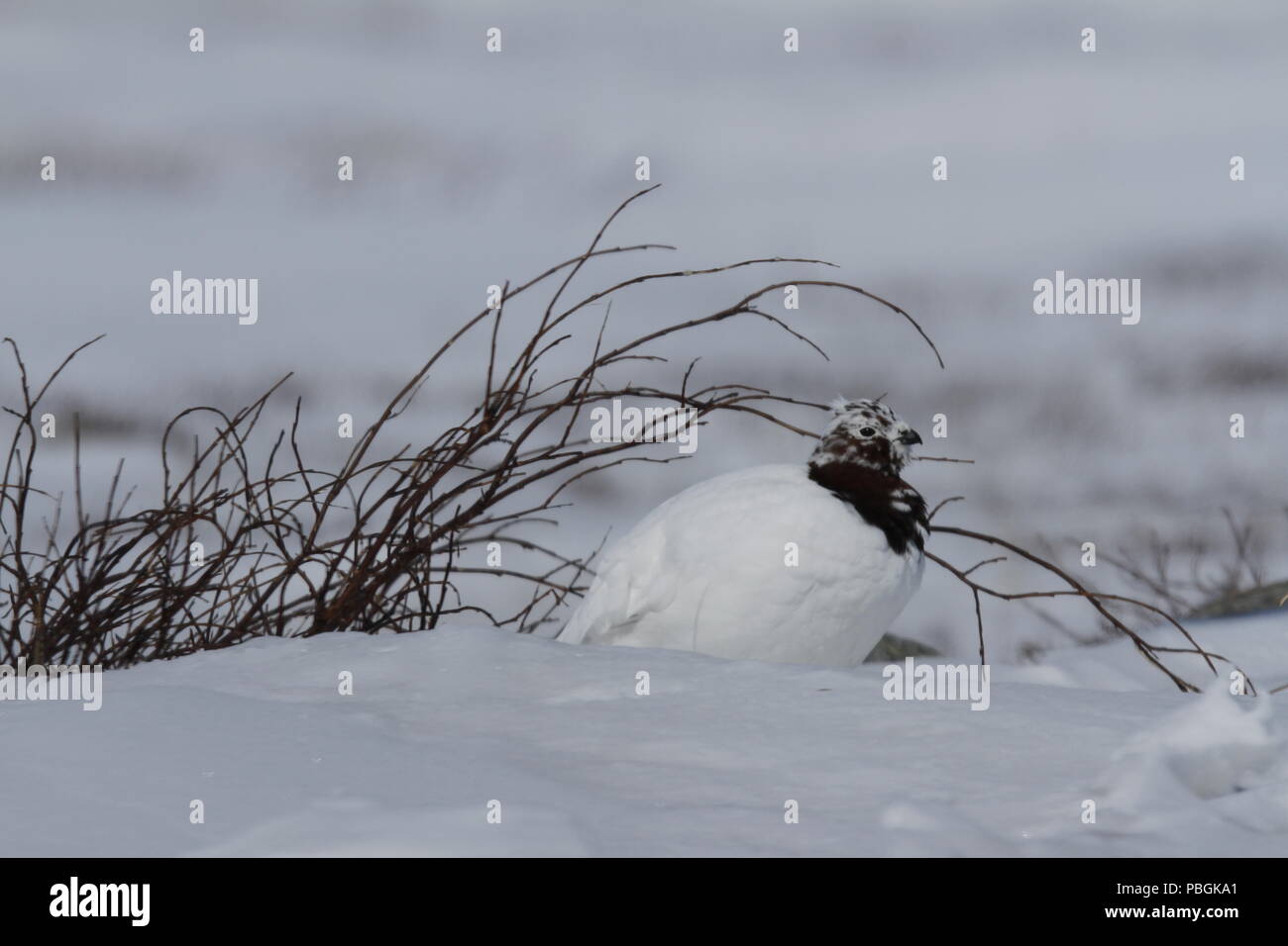 Adult male rock ptarmigan, Lagopus mutus, sitting in snow with willow branches in the background, Arviat, Nunavut, Arctic Canada Stock Photo
