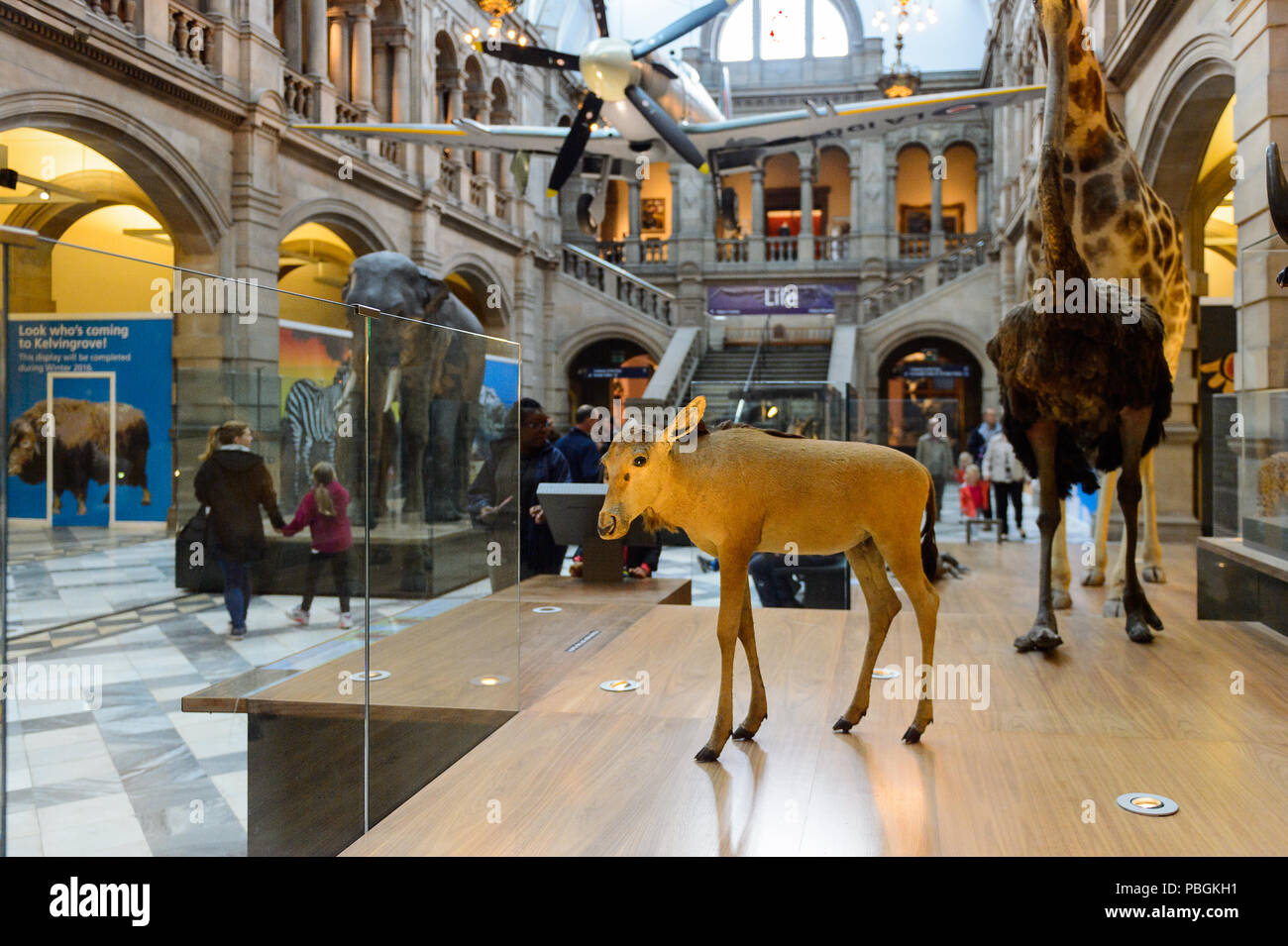 GLASGOW, SCOTLAND JULY 16, 2016 Animal area of the Kelvingrove Art