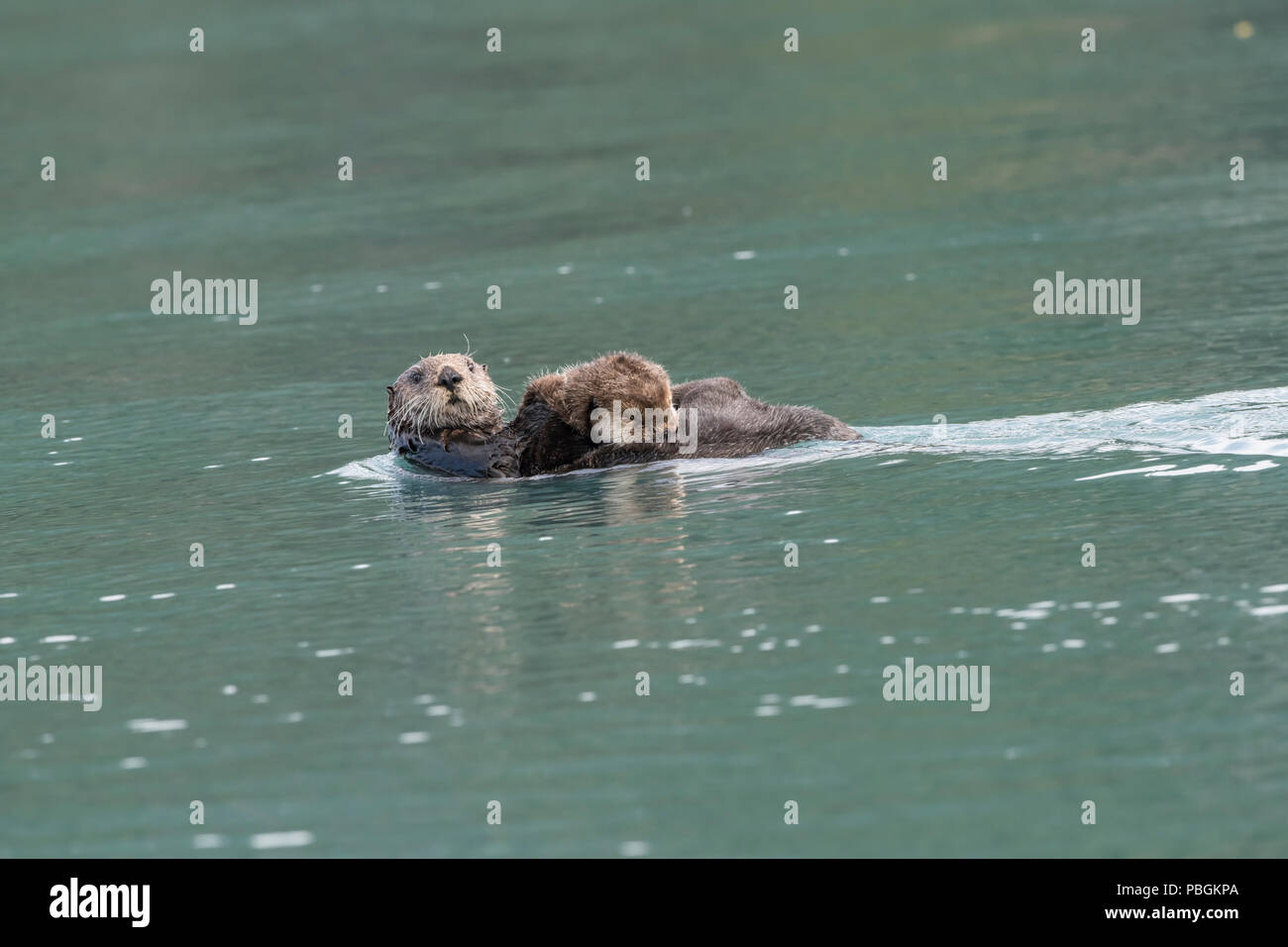 Alaskan sea otter, Kachemak Bay, Alaska Stock Photo