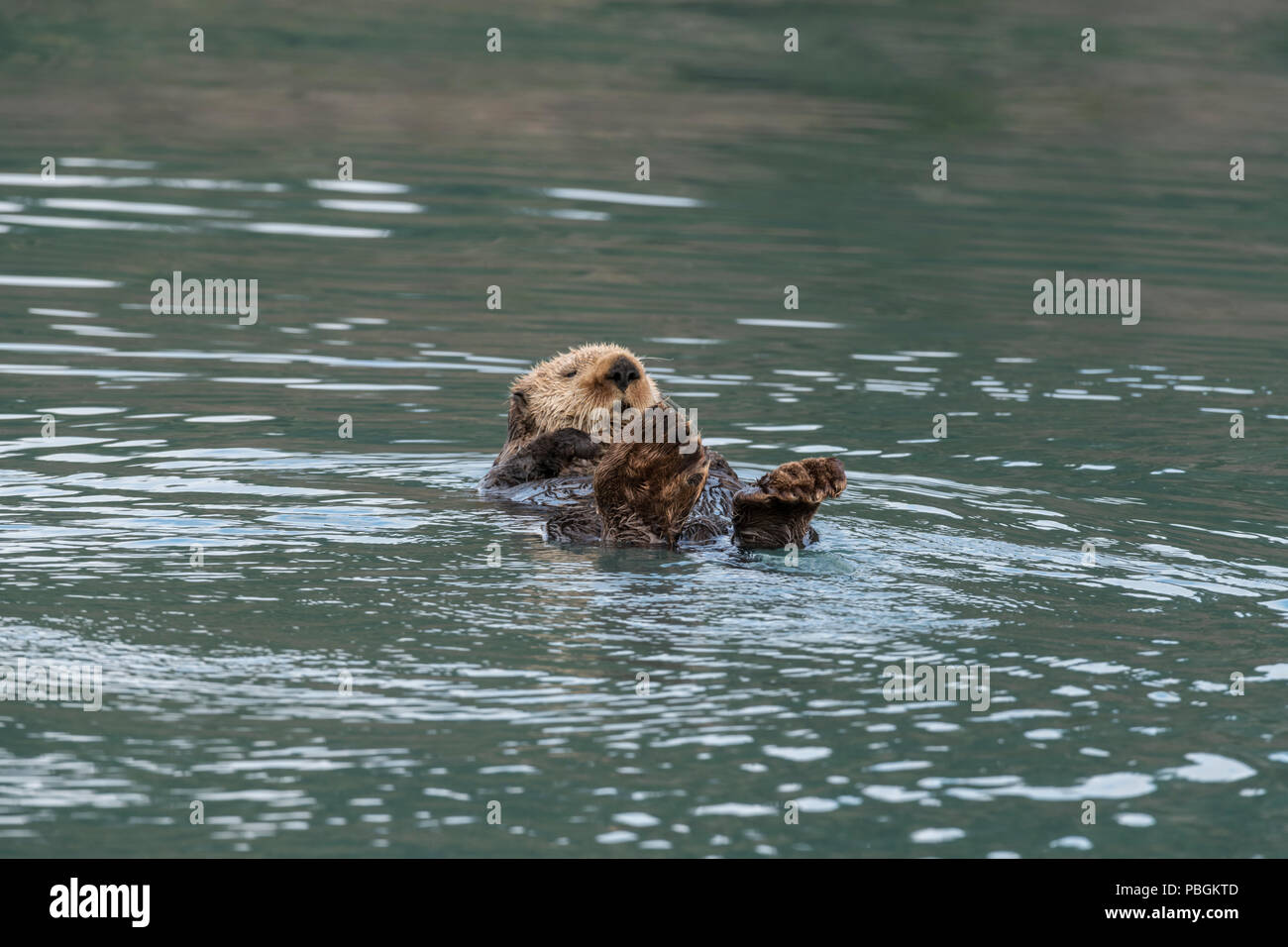 Alaskan sea otter, Kachemak Bay, Alaska Stock Photo