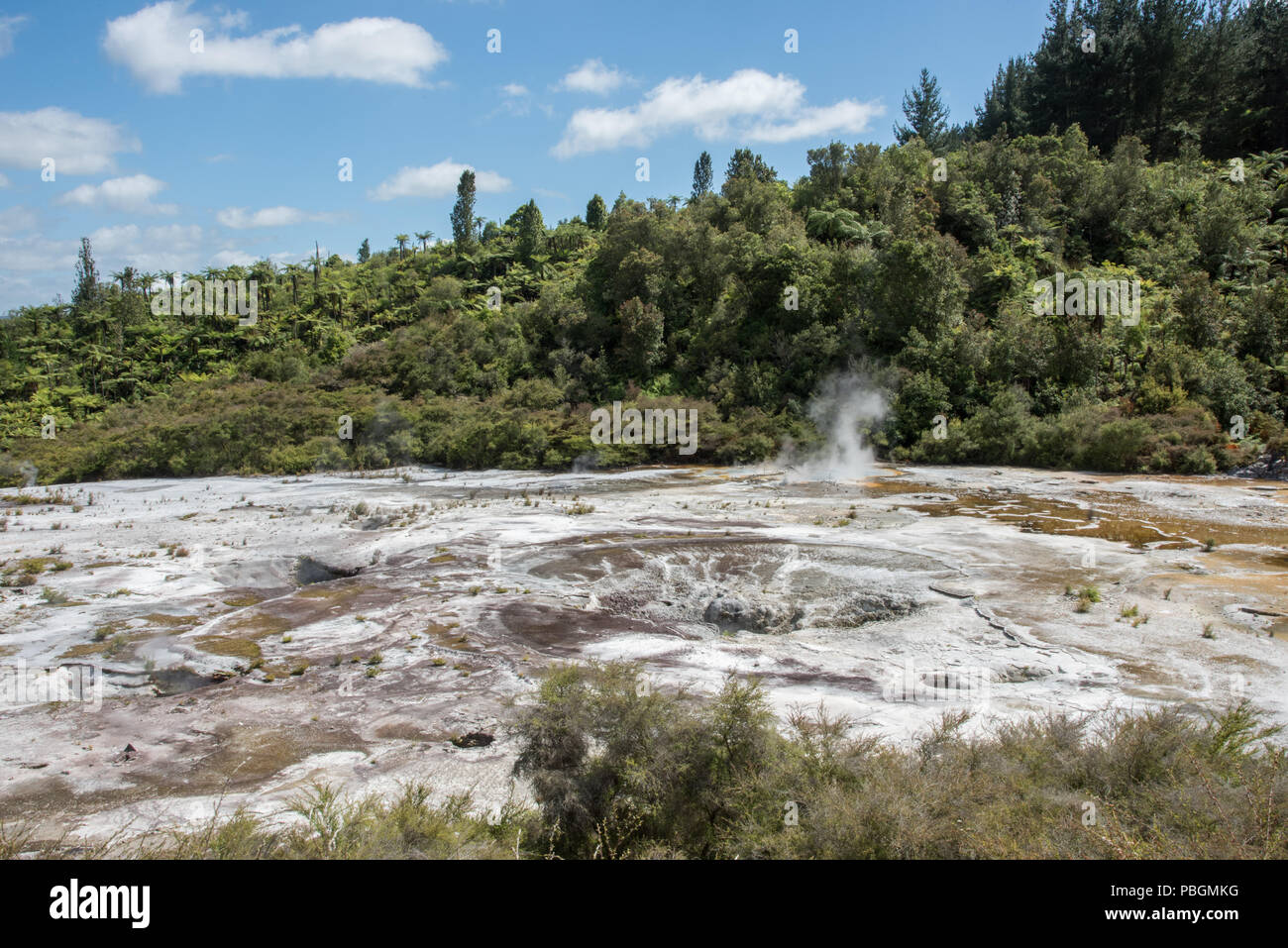 Stunning forest landscape with natural microbial mats and silica formation at the geothermal area Orakei Korako in Rotorua, New Zealand Stock Photo